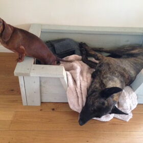 Hondenfoto van Annika (Cookie&Tess)