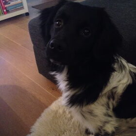 Hondenfoto van Doortje & Tibbe