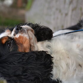 Hondenfoto van Kell - Alice, Casper, Kobe & Timo
