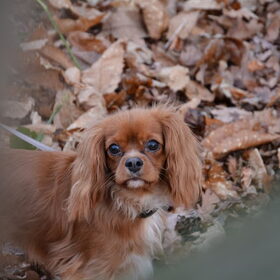 Hondenfoto van Kell - Alice, Casper, Kobe & Timo