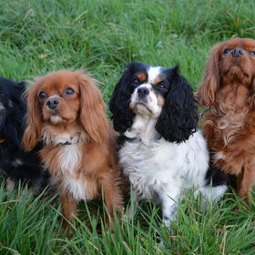 Hondenfoto van Kell - Alice, Casper, Kobe & Timo