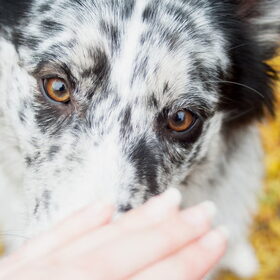 Hondenfoto van Angelique; Bruno, Charlie & Fenna  