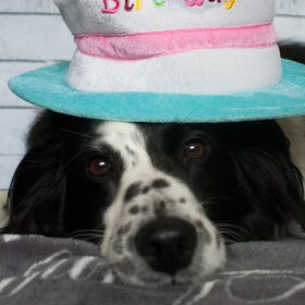 Hondenfoto van Angelique; Bruno, Charlie & Fenna  