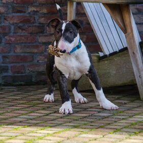 Hondenfoto van Hannah & Bink† en Beertje