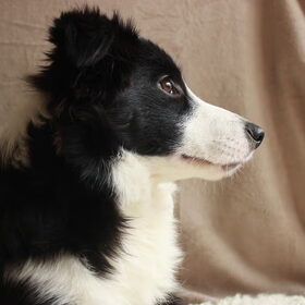 Knappe dame!
