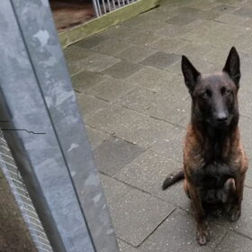 Hondenfoto van sil en dalton