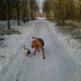 Hondenfoto van Renée & Gino!