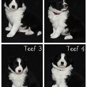 5 weken oud!