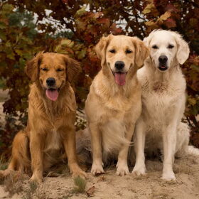 Hondenfoto van Golden Girls 