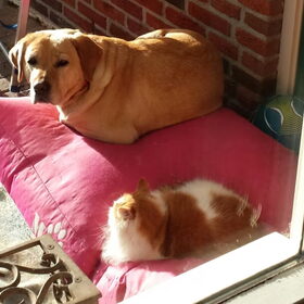 Hondenfoto van laura   Diva&Nova