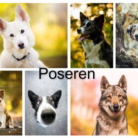Hondenfoto van Angelique; Bruno, Charlie & Fenna  