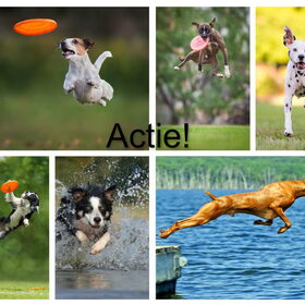 Hondenfoto van Angelique; Bruno, Charlie & Fenna  