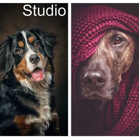 Hondenfoto van Angelique; Bruno, Charlie & Fenna  