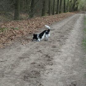 Spelen met blaadjes
