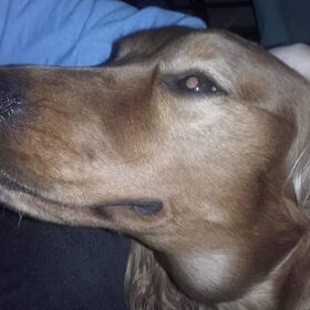Hondenfoto van Rachelle & Hummie 