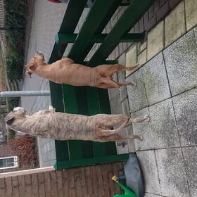 Hondenfoto van *jenn*  Diva (L) Baya