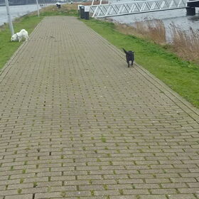 Hondenfoto van Roos,Jeff † en Waldo † en Mootje † 