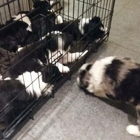 05.02.16 Naar de dierenarts voor de oogjes!