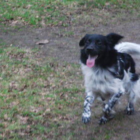 Hondenfoto van Doortje & Tibbe