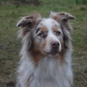 Hondenfoto van Doortje & Tibbe