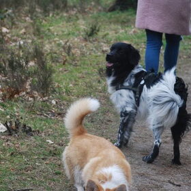 Hondenfoto van Doortje & Tibbe