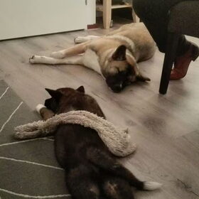Hondenfoto van Jackie en Kiba:)