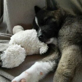 Hondenfoto van Jackie en Kiba:)