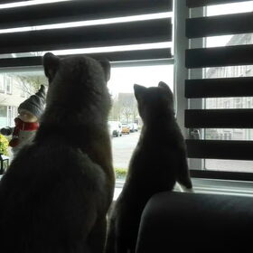 Hondenfoto van Jackie en Kiba:)