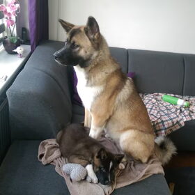 Hondenfoto van Jackie en Kiba:)