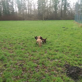 Hondenfoto van Jackie en Kiba:)