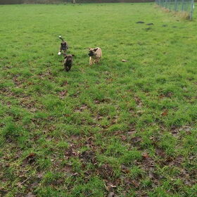 Hondenfoto van Jackie en Kiba:)