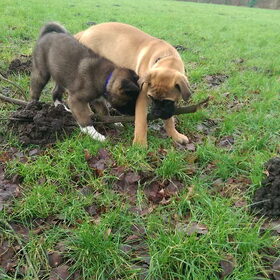Hondenfoto van Jackie en Kiba:)