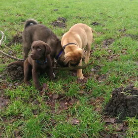 Hondenfoto van Jackie en Kiba:)