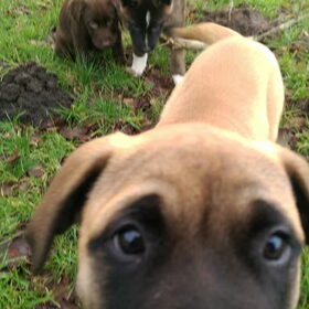 Hondenfoto van Jackie en Kiba:)