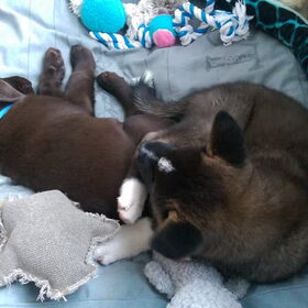 Hondenfoto van Jackie en Kiba:)