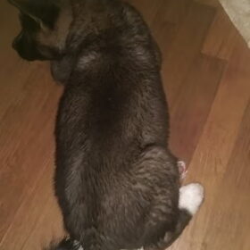 Hondenfoto van Jackie en Kiba:)
