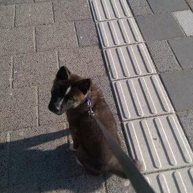 Hondenfoto van Jackie en Kiba:)