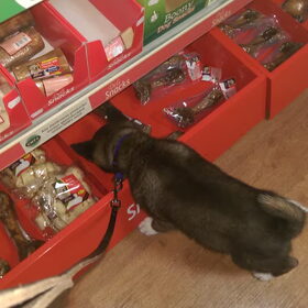 Hondenfoto van Jackie en Kiba:)