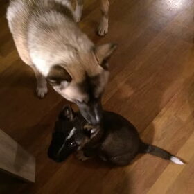 Hondenfoto van Jackie en Kiba:)
