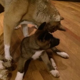 Hondenfoto van Jackie en Kiba:)