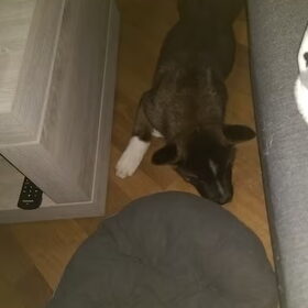 Hondenfoto van Jackie en Kiba:)
