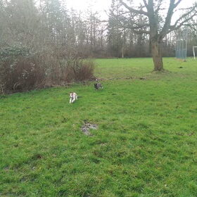 Hondenfoto van Jackie en Kiba:)