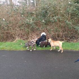 Hondenfoto van Jackie en Kiba:)