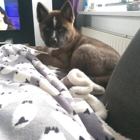 Hondenfoto van Jackie en Kiba:)