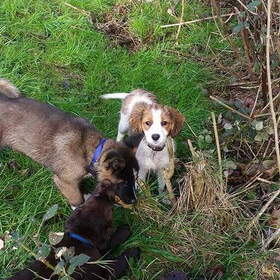 Hondenfoto van Jackie en Kiba:)