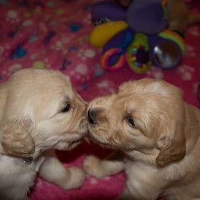 Hondenfoto van Golden Girls 
