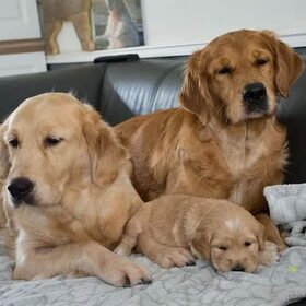 Hondenfoto van Golden Girls 
