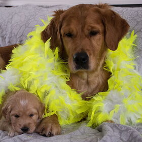 Hondenfoto van Golden Girls 