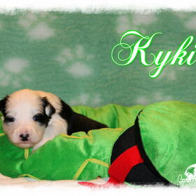 Hondenfoto van Shauni  *Sky~Jinx~Sansa~Hypno*