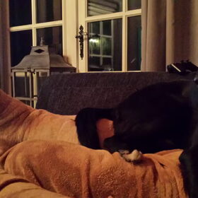 Hondenfoto van laura   Diva&Nova